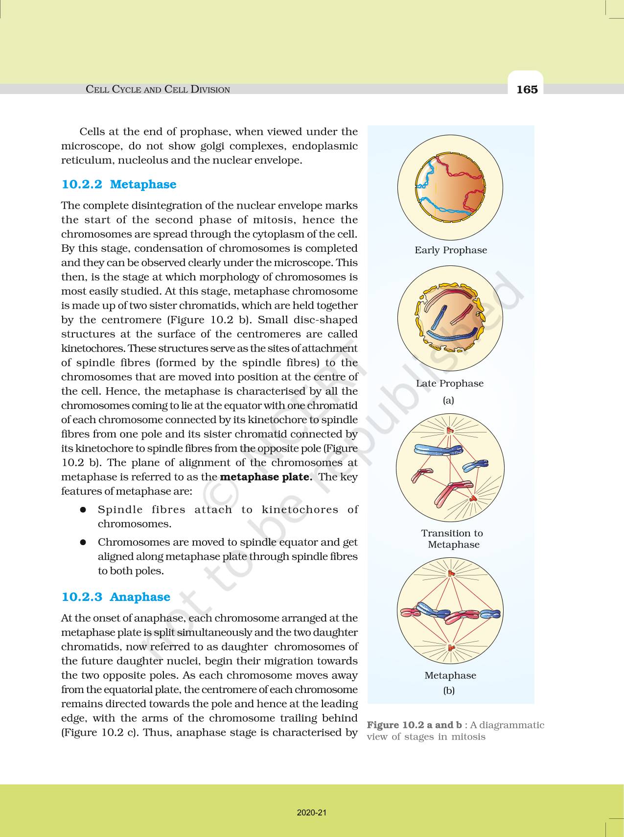 cell-cycle-and-cell-division-ncert-book-of-class-11-biology